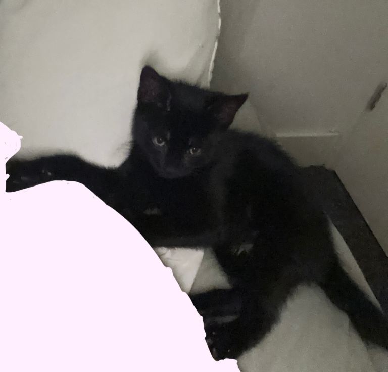     Adorable female kitten looking for loving home
