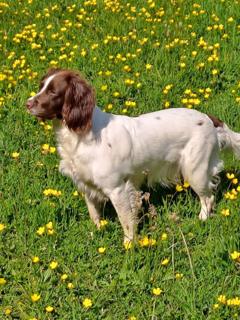 Springer spaniel 