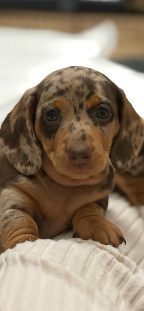 Kc Miniture Dachshund puppies 