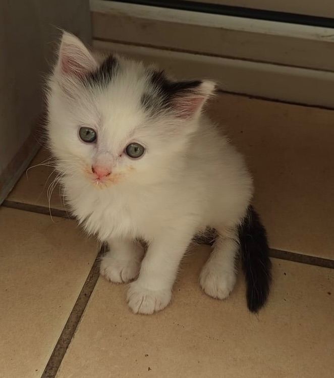 Kittens looking for a new home 