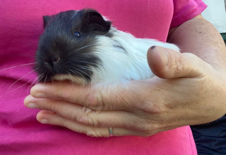 Young Guinea pigs 