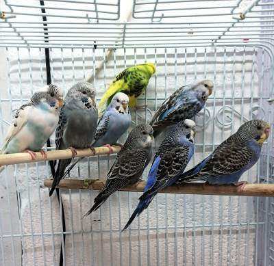Beautiful Budgies for sale various colours available