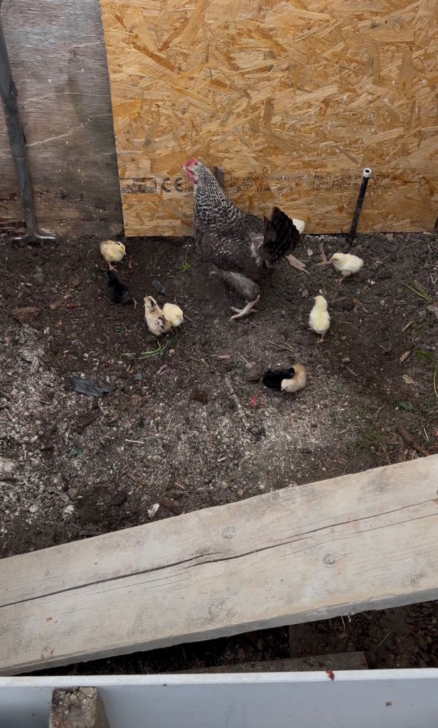 Hens with chicks “CHICKEN” 