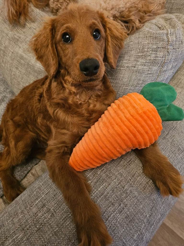 Beautiful Cavapoo Boy Looking for His Forever Home