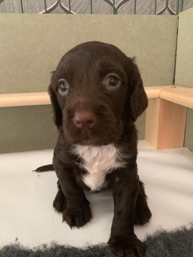 cocker spaniel puppy’s 