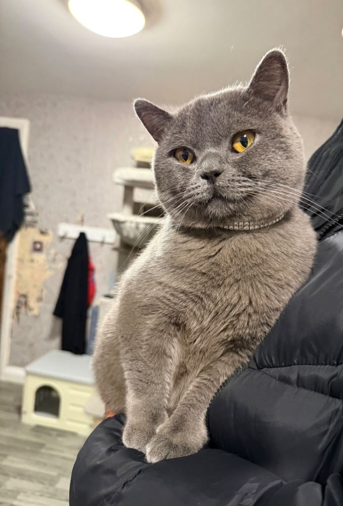 British short hair mail kitten 