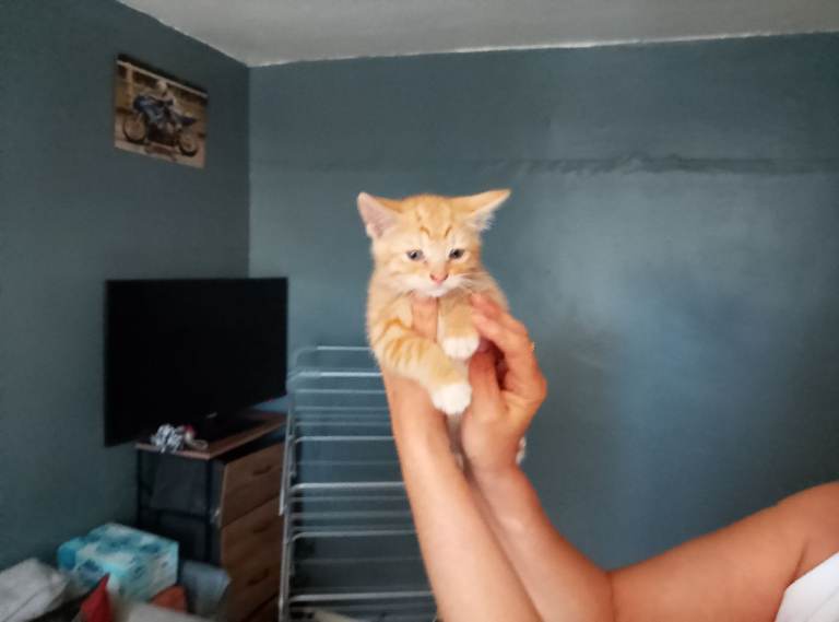 KITTENS MALE