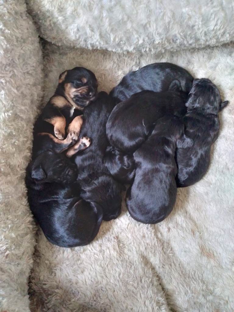 Cockapoo x border terrior 