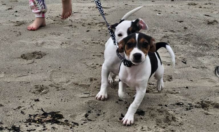 Beautiful Jack Russell  Pups for Sale 🐶