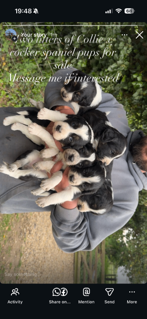 Collie cross spaniel puppies two litters of 6 