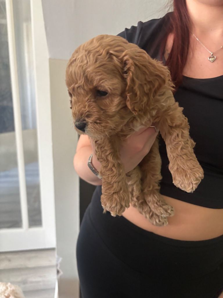 Cavapoo puppies