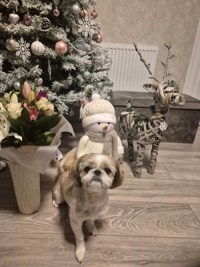 Shih Tzu,5 years old