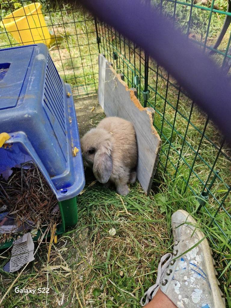 Lop eared baby rabbits