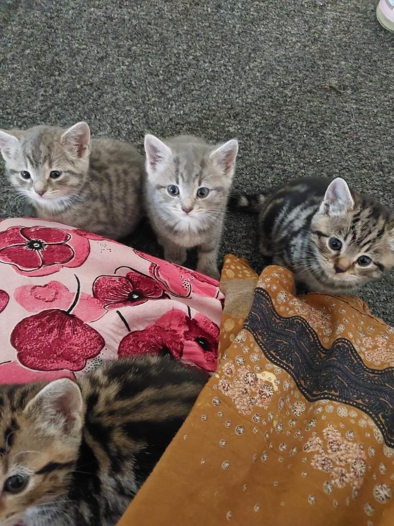 Birmingham- 5 adorable little kittens🥰