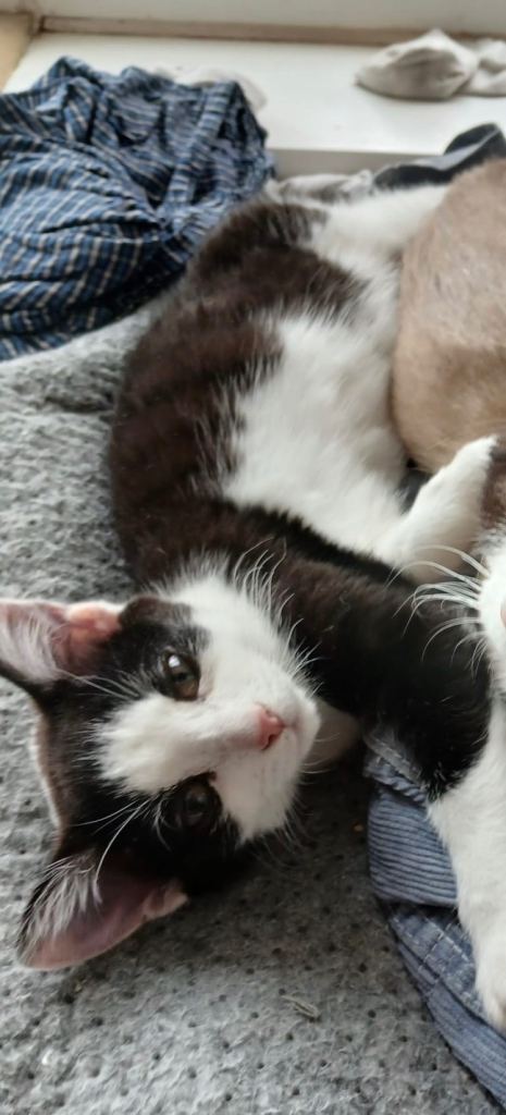 Lovely kittens for sale