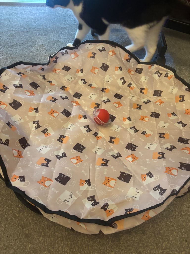 Cat accessories 