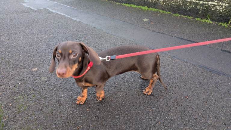 Mini Dachshund puppy 5 months