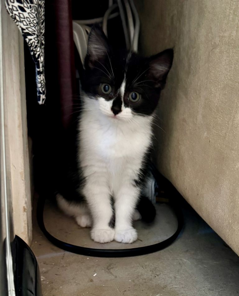 3 adorable kittens ready for a new loving home 