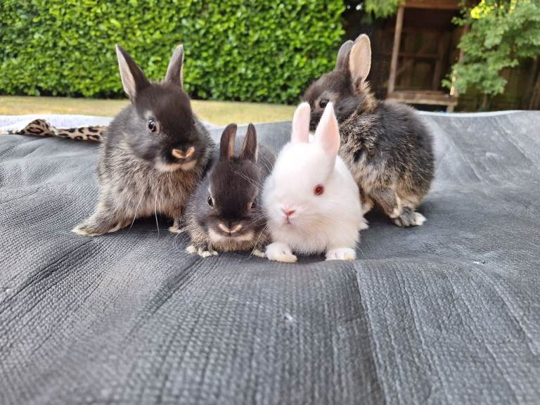 Pure bred Netherland Dwarf babies