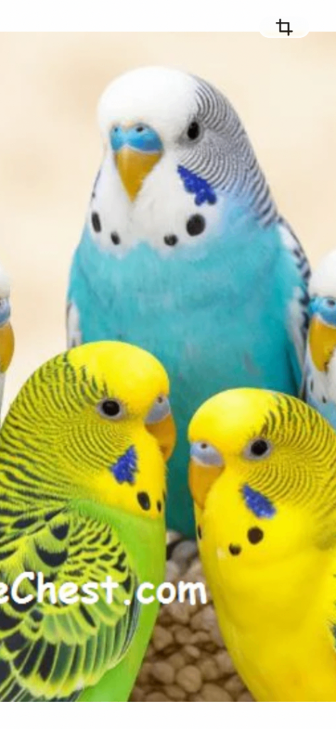 Young Budgies 