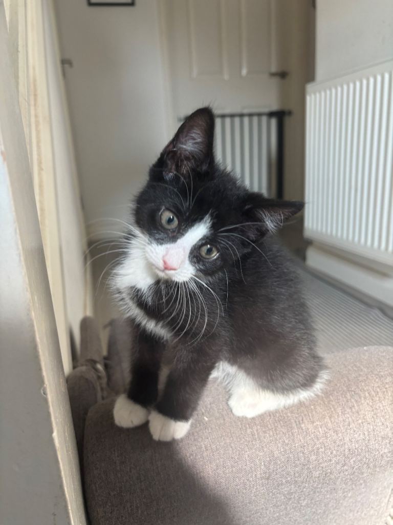 Male Kitten available