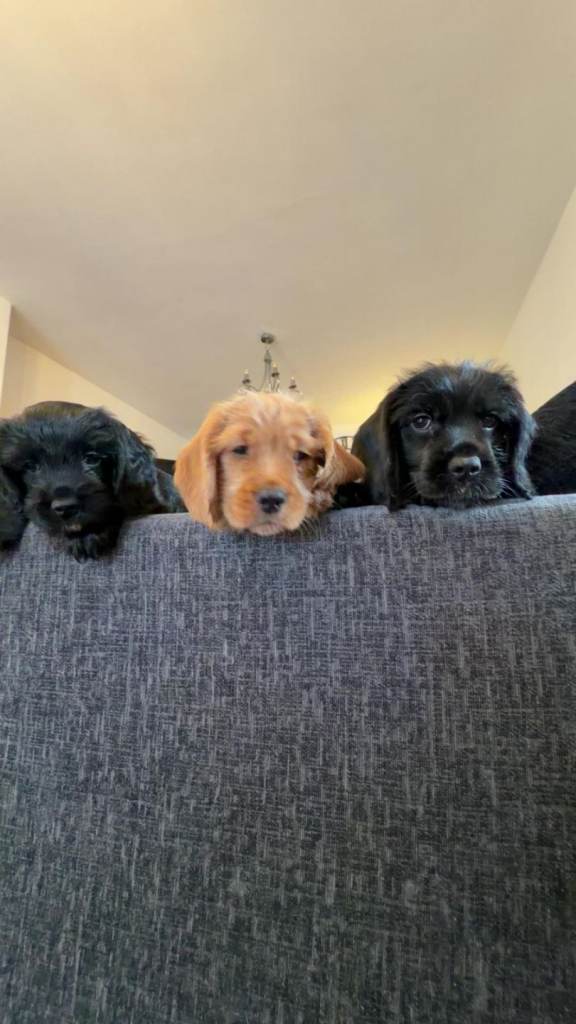 Spring/Cocker Spainiel Puppies! 
