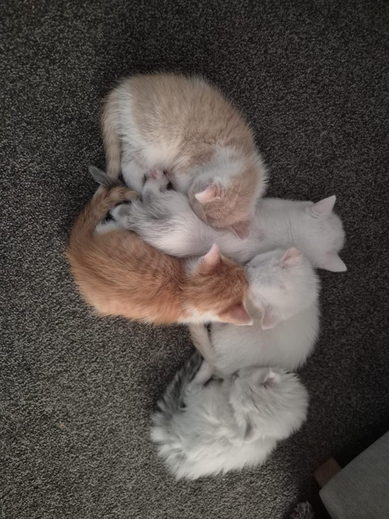 Mixed breed kittens for sale