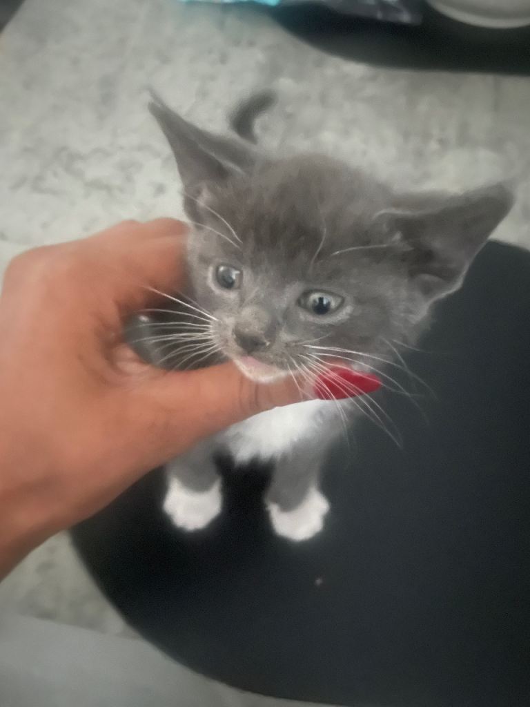 4 x Beautiful kittens