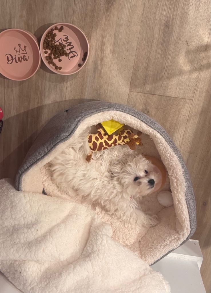 Female Full Maltese with £100’s of extras you need. Read description 