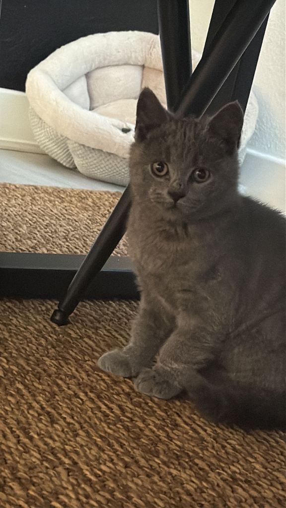 British shorthair blue