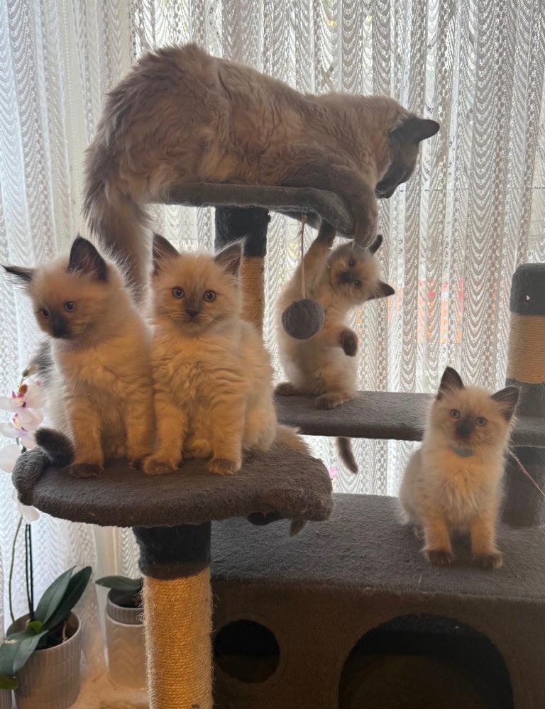 ‼️4 Purebred Ragdoll Kittens
