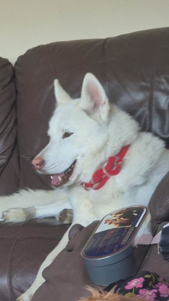 Male siberian husky 