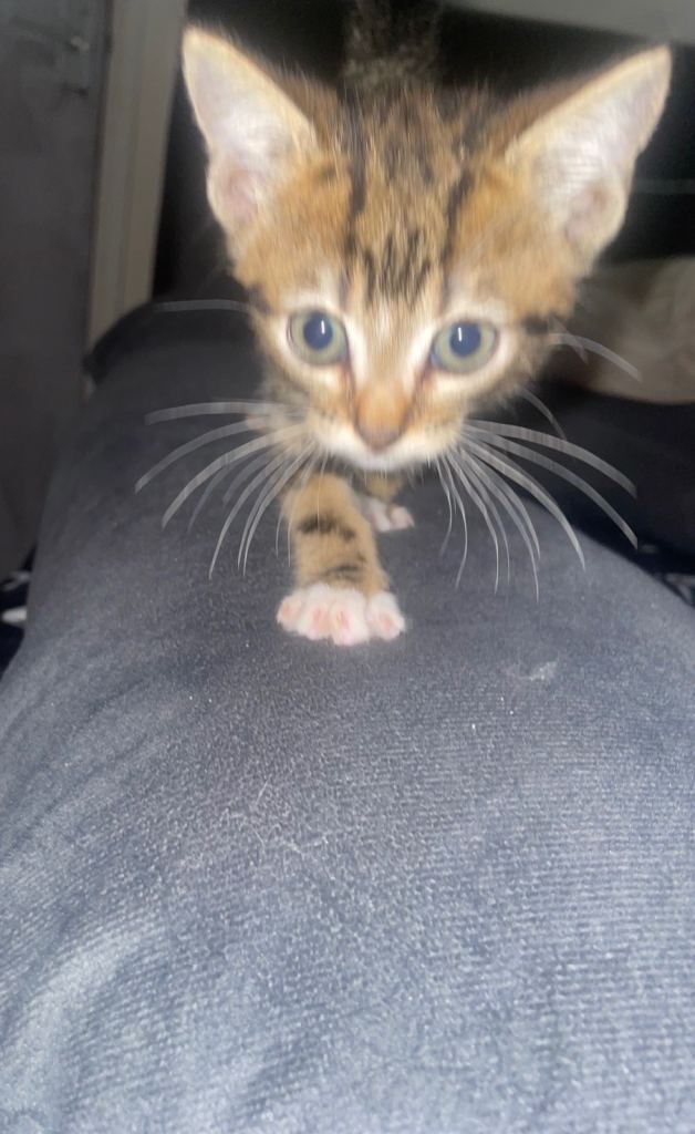 2 kittens for sale 