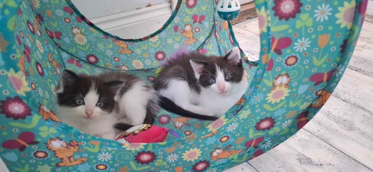 Ragdoll Cross Kittens 