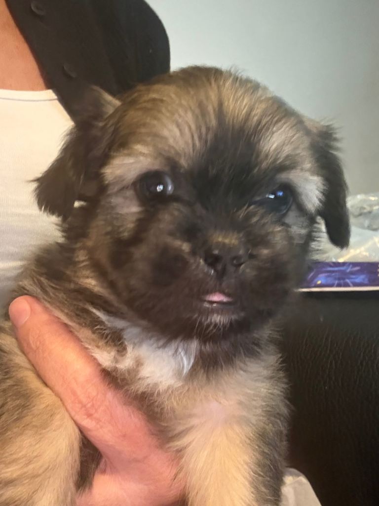 Beautiful Lhaso Apso pups