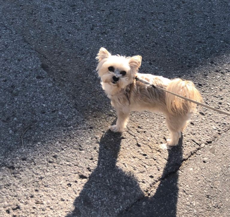 Adorable 1-Year-Old Female Yorkie Looking for Her Forever Home