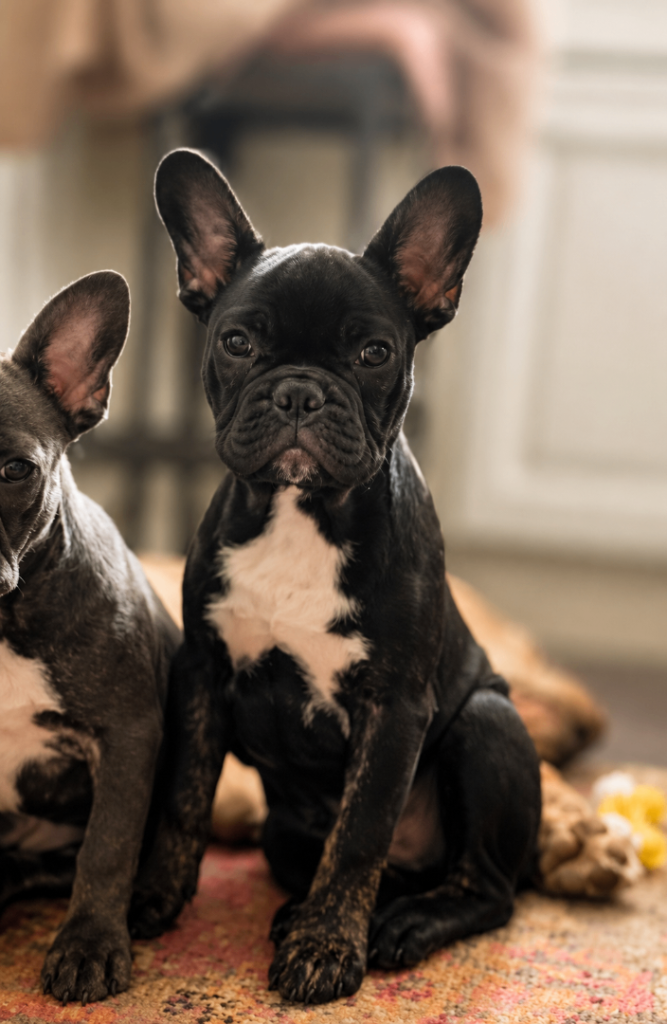 Male French Bulldog Puppy 