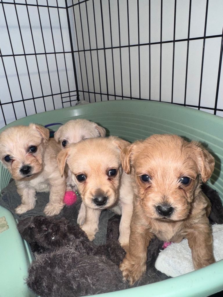 Beautiful westipoos