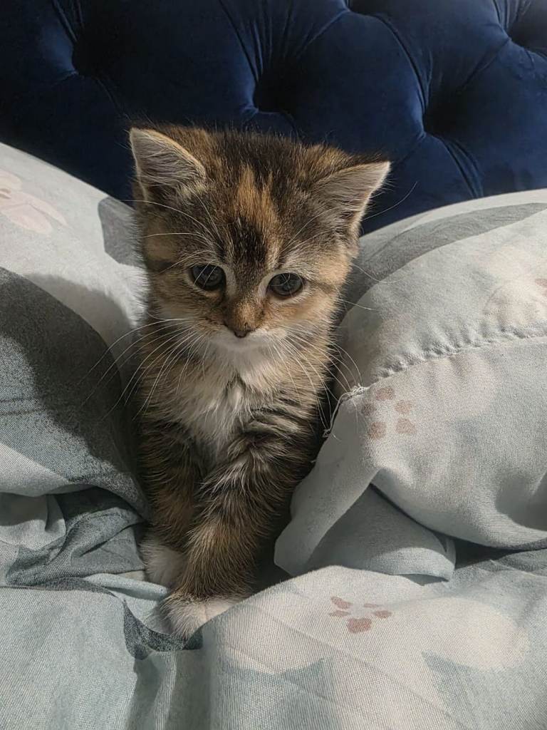 Beautiful kitten for sale 