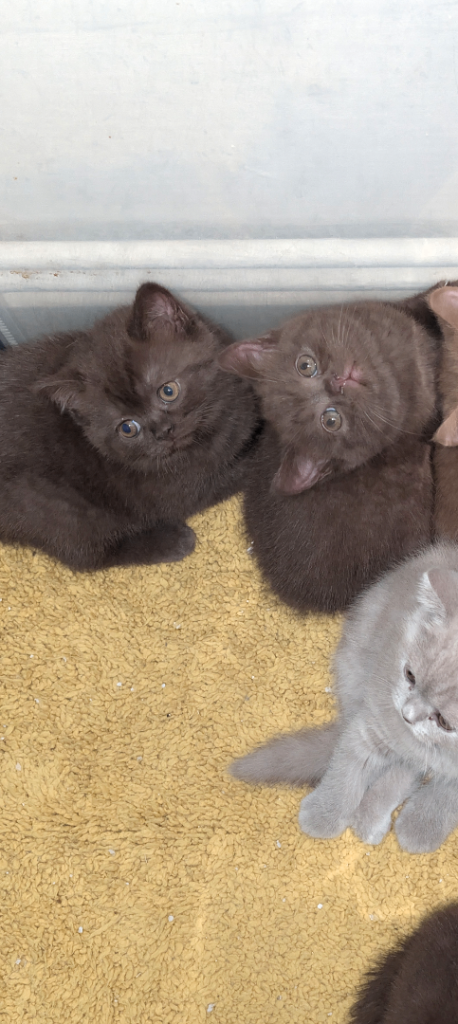 Last brown Pure British short hair kitten