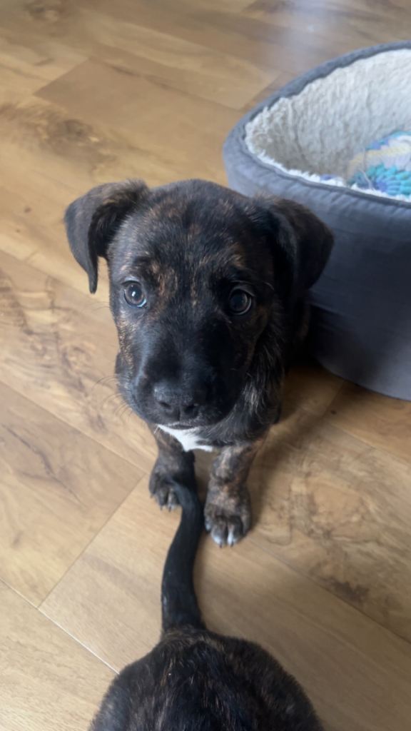 2 Follies 4sale (French bulldog/collie mix)