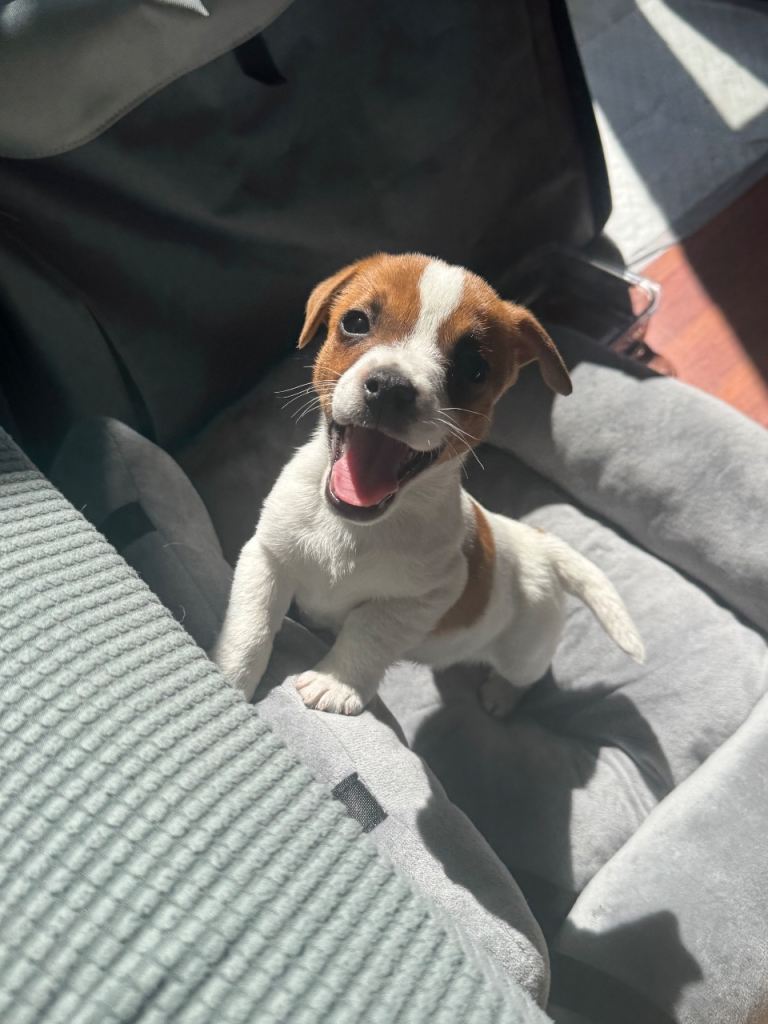 12 weeks Jack russell terrior 
