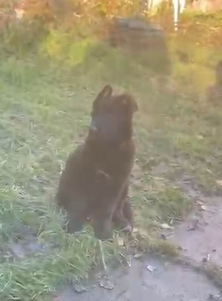 Black German shepherd puppies