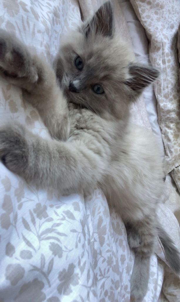 One adorable male ragdoll