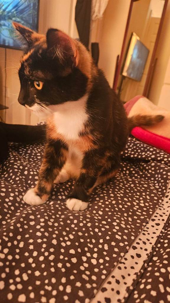 Kitten for sale