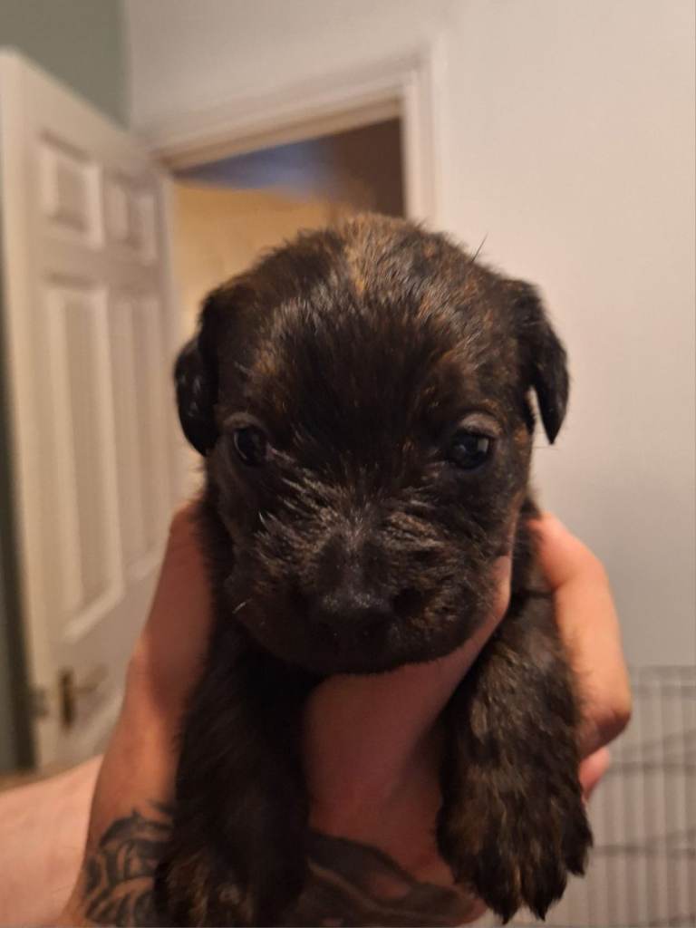 Toy poodle cross french bull-terrier mix