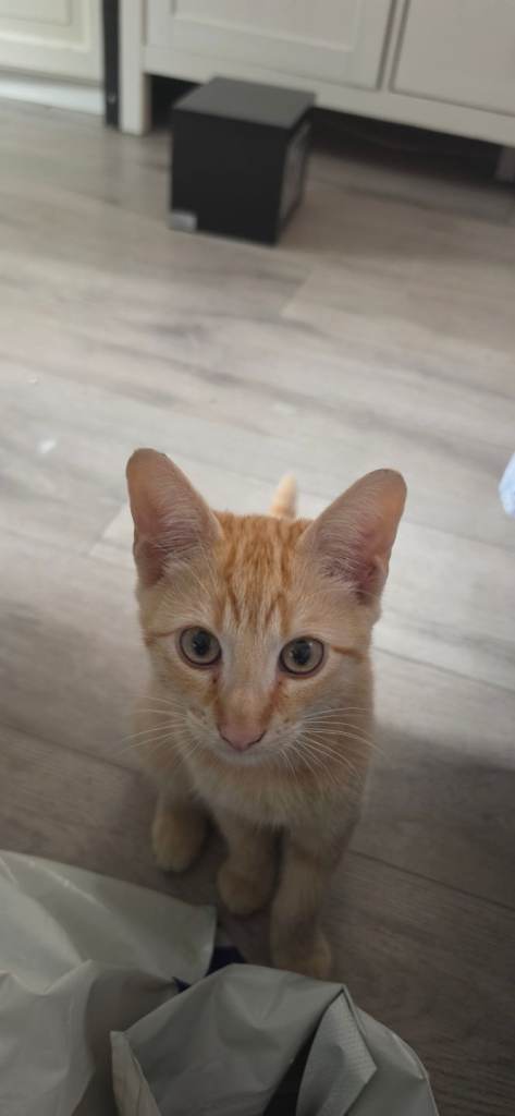 Kittens