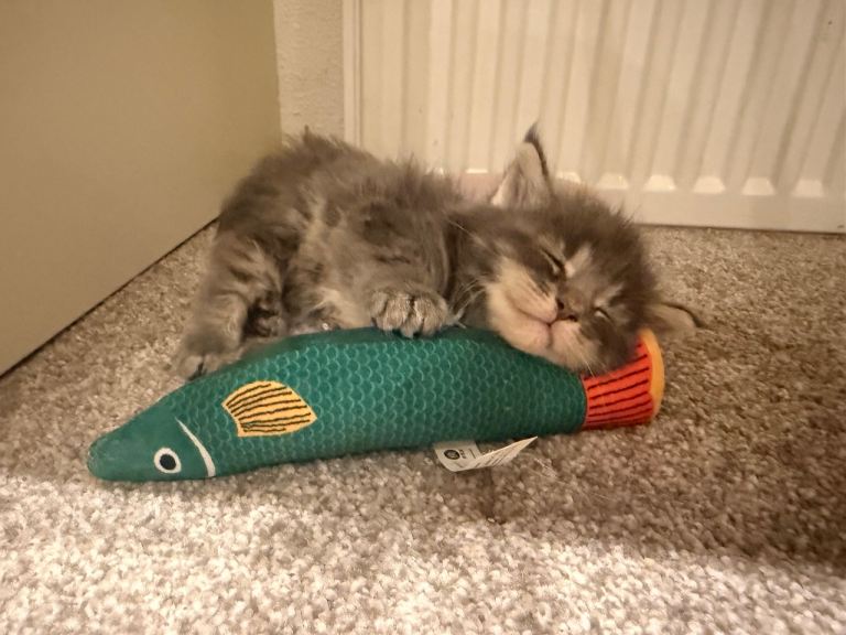 Pedigree maine coon kittens for sale
