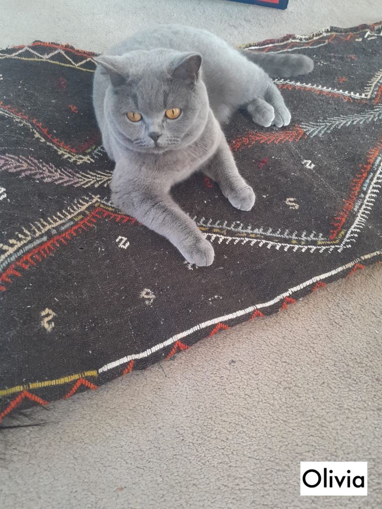 Male and female British short haired cats 