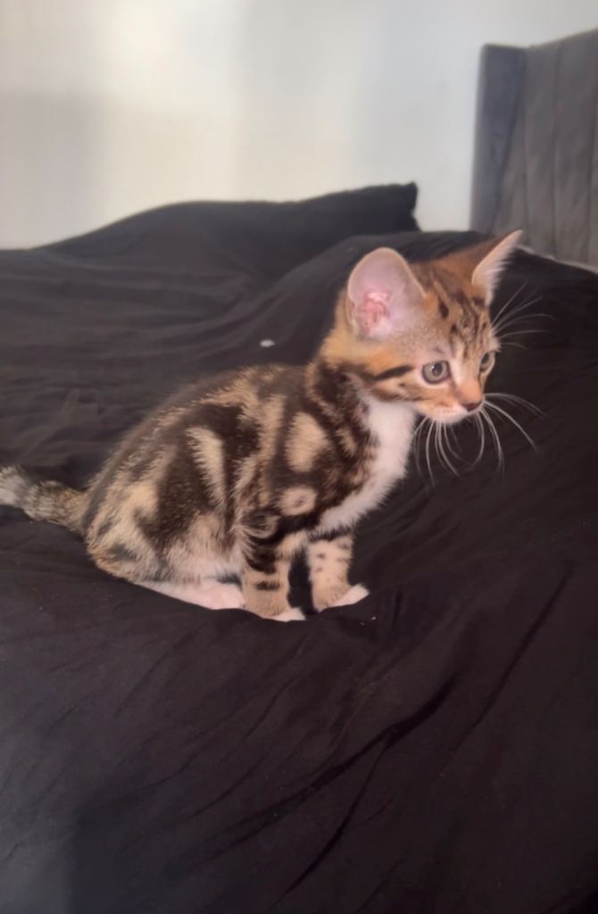 Beautiful kitten 